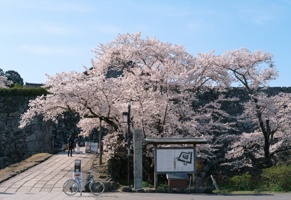 Castle Cherry Blossoms